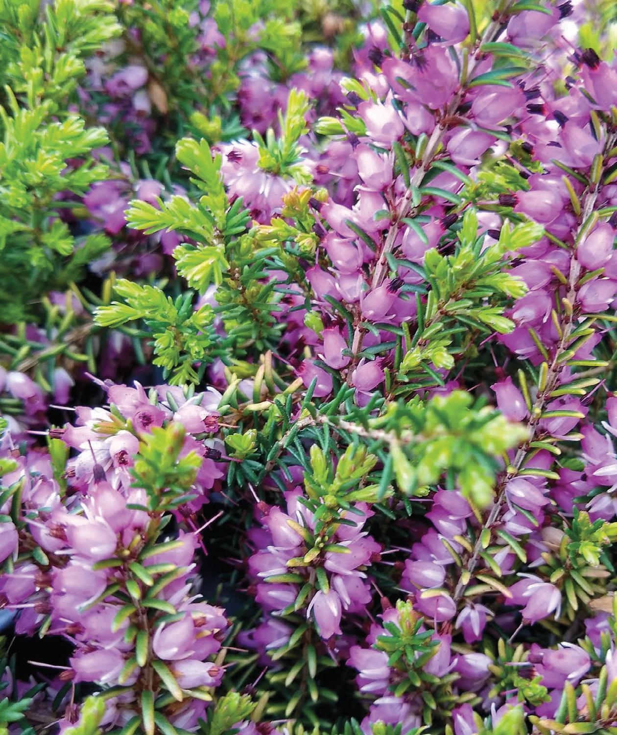 GARDEN notes