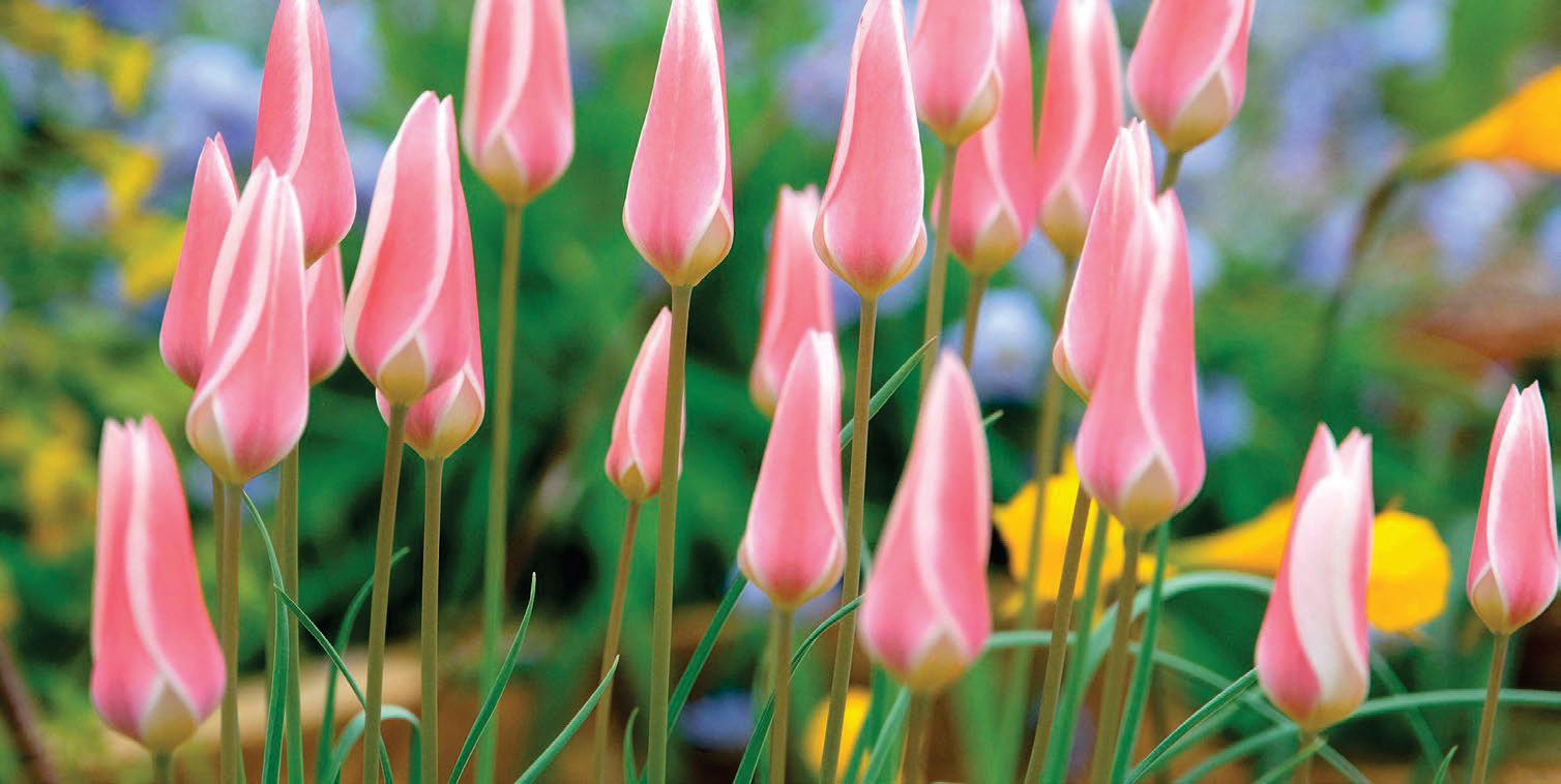 TULIP takeover