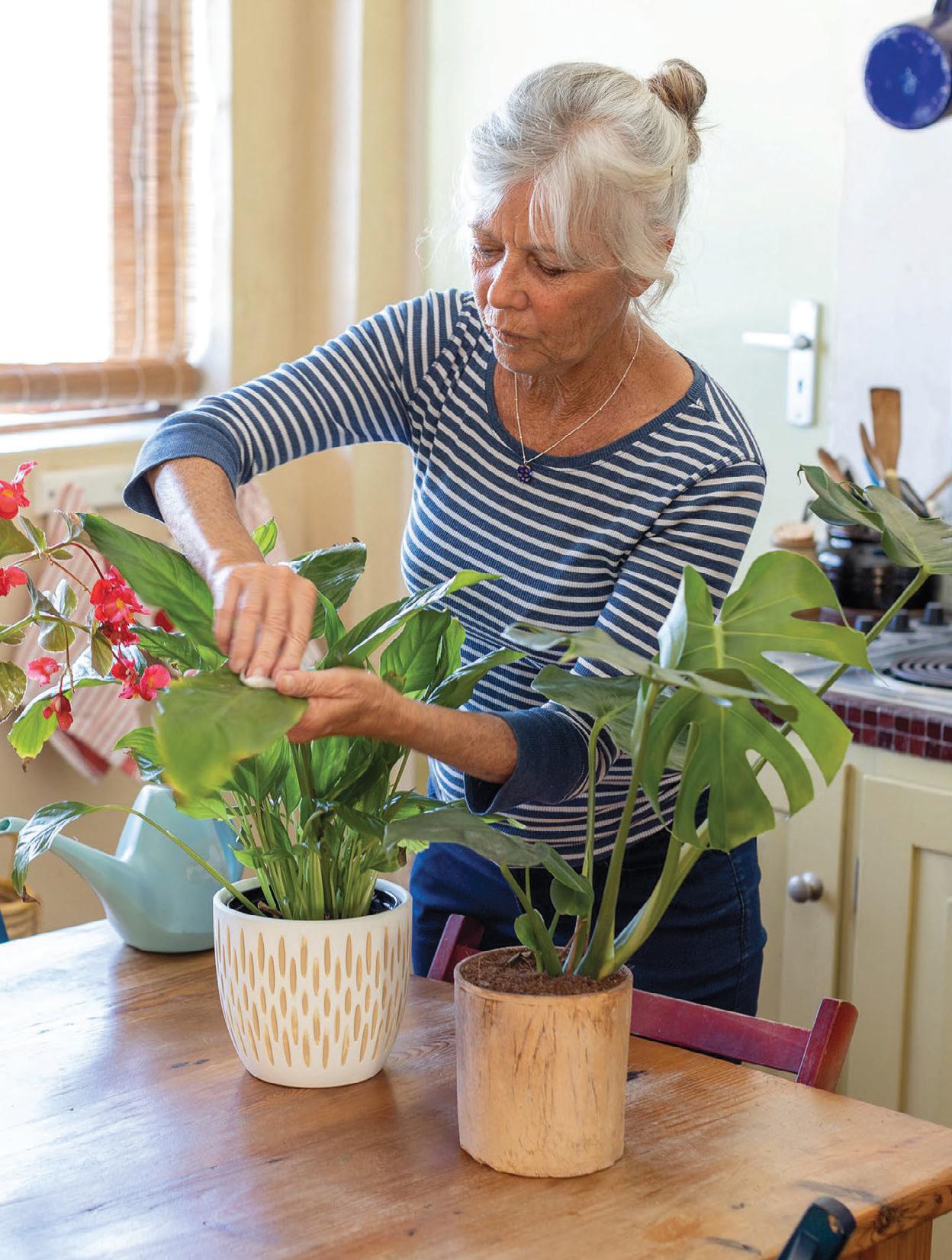 The right houseplant FOR YOU