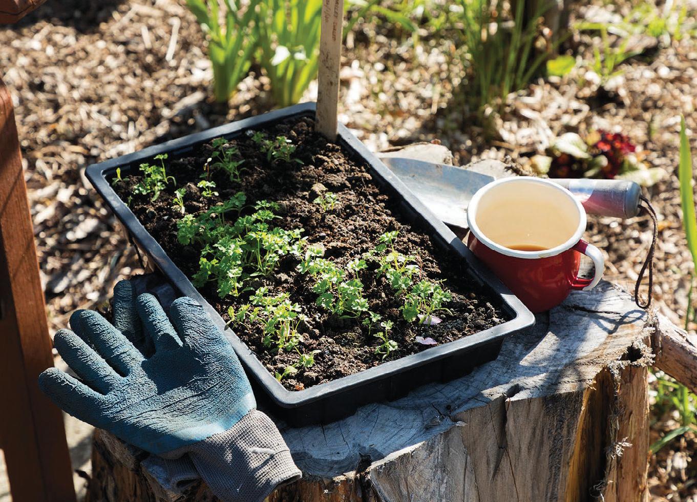 BEST BUDGET gardening tips