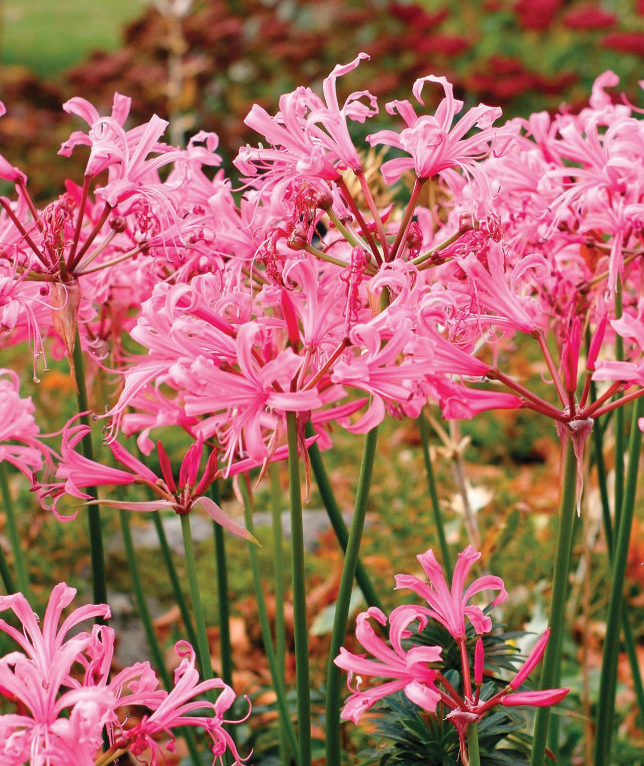 GARDEN notes