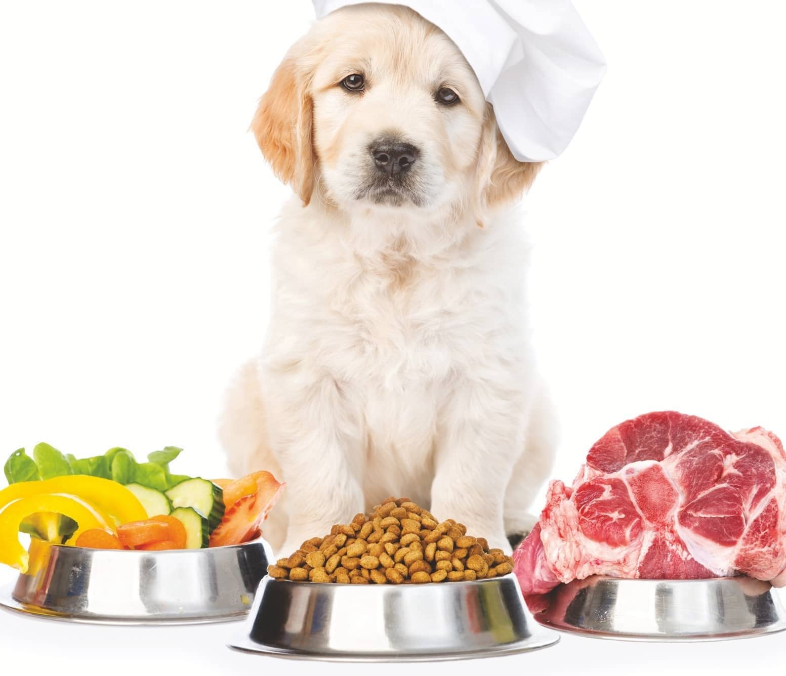 dog fresh food diet