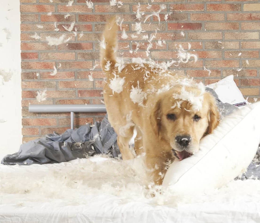 DESTRUCTIVE HABITS IN DOGS AND WAYS TO CORRECT THEM