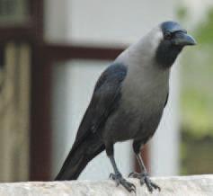 కాకి దురాలోచన