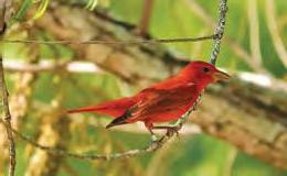 మార్జాలం అపూర్వం