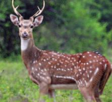 జింక గర్వభంగం