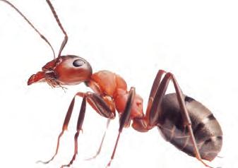 ఆయుః కాలం