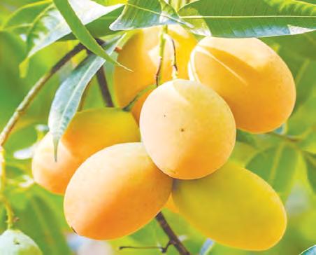 వేయి రూపాల మదుర మామిడి