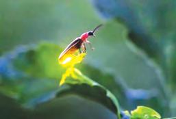 మిణుగురు