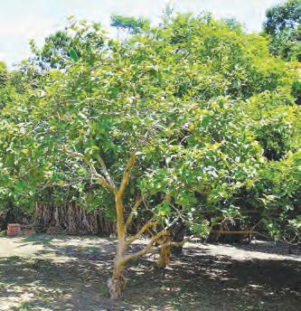 చిగురించిన ఆశ