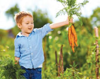 ఎలుక పొక్క