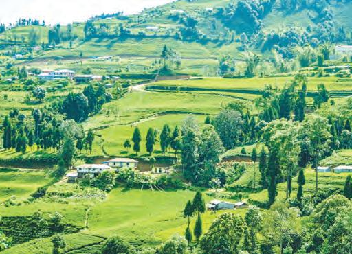 చెట్లు భూమికి ప్రాణాధారం