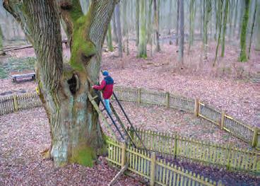 చెట్టుకూ చిరునామా!