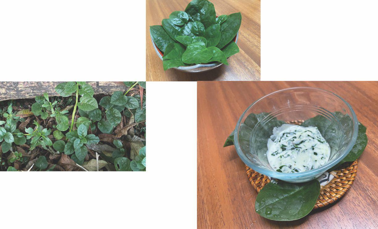 Malabar Spinach / Poi