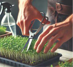 Super Greens for Super Kids