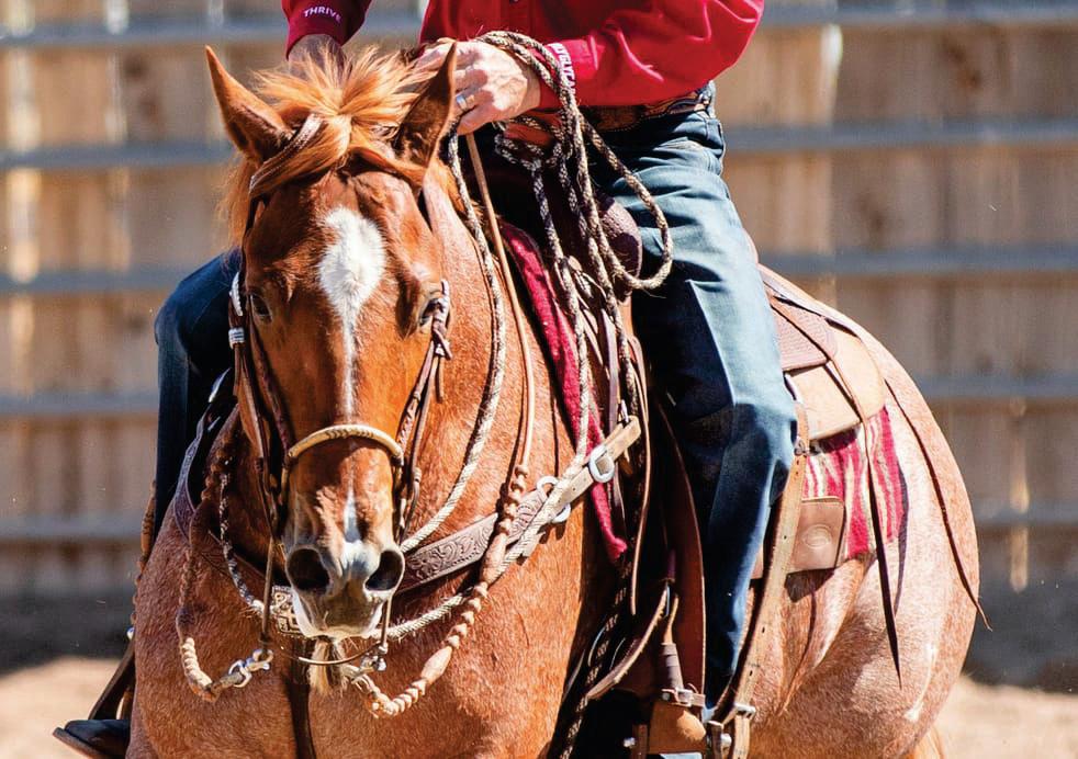 Two-Rein Dos and Don'ts