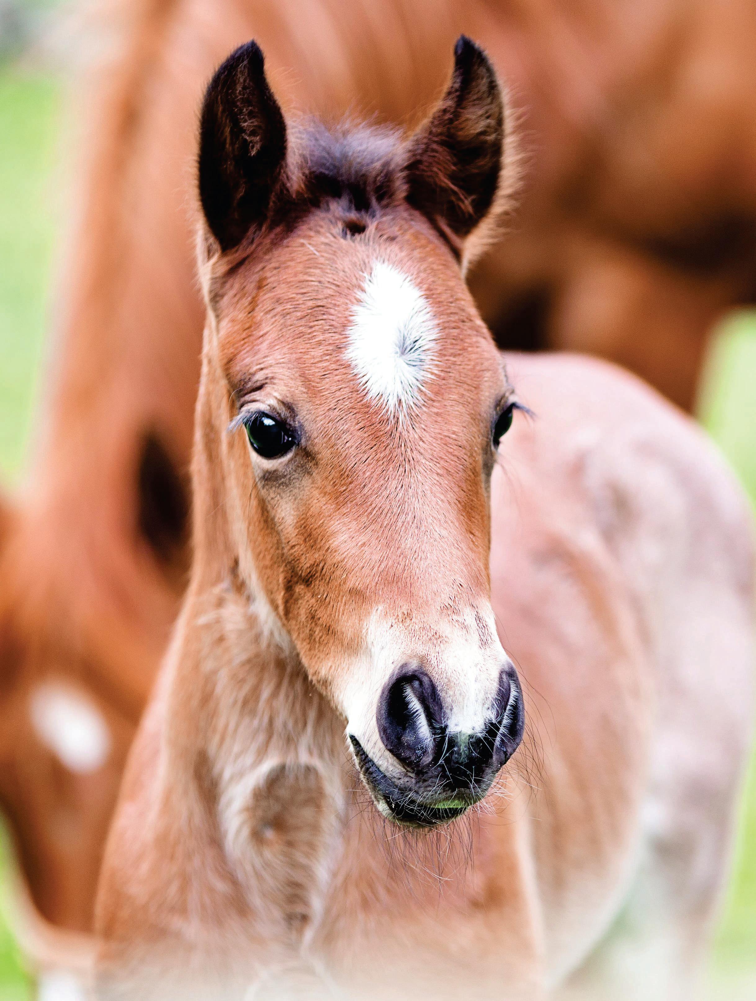 Young Horse Health Check