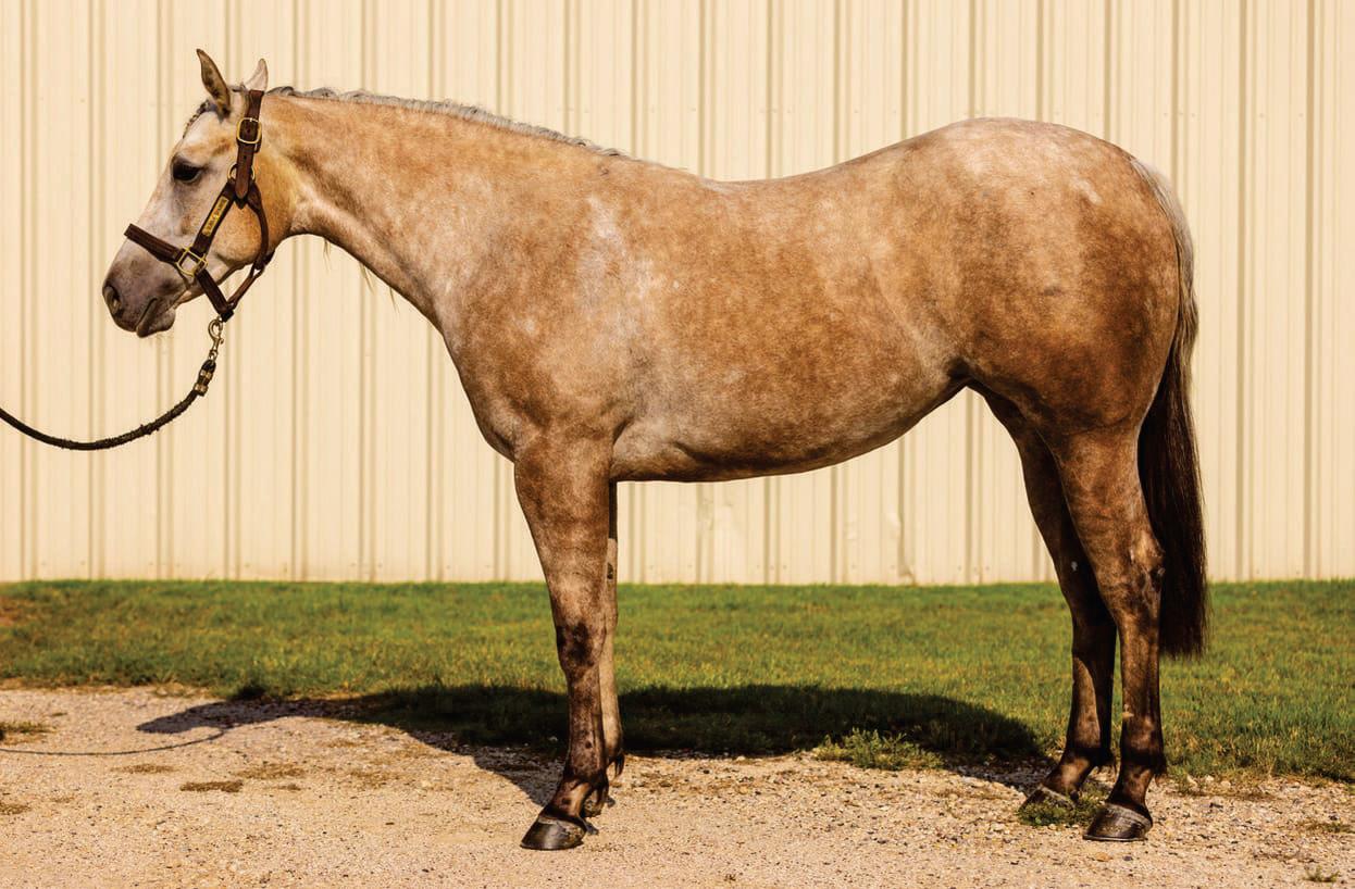 2-Year-Old Quarter Horse Mares