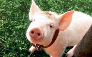 ANIMALES PARLANCHINES