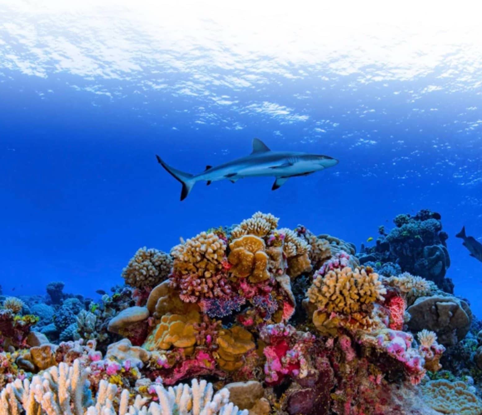 RESEARCHERS COMPLETE FIRST-EVER DETAILED MAP OF GLOBAL CORAL