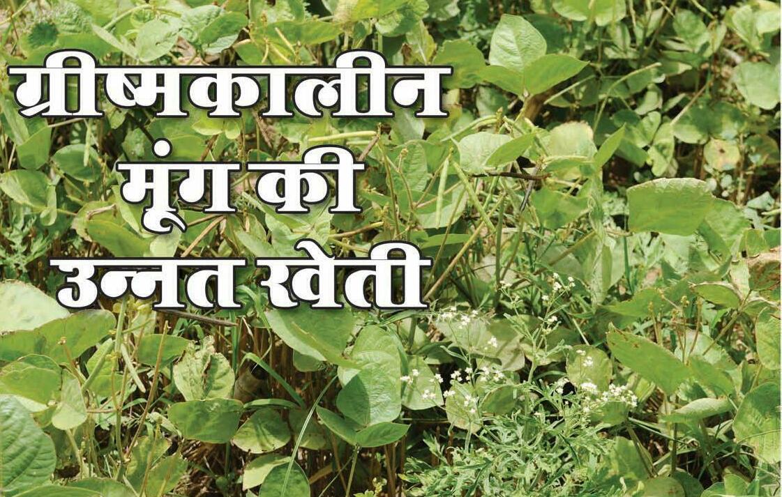 ग्रीष्मकालीन मूंग की उन्नत खेती