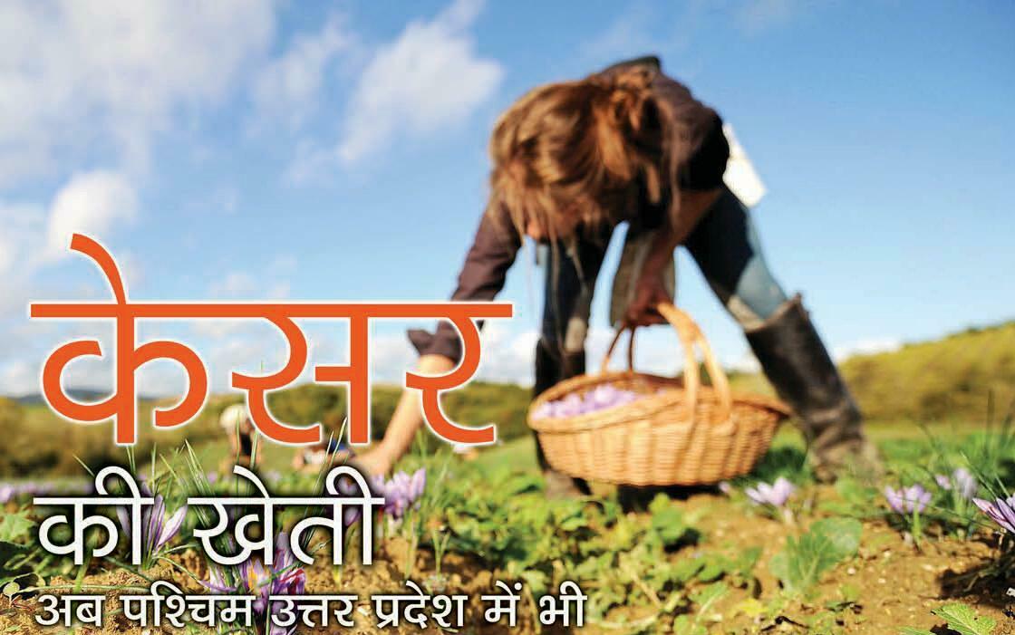 केसर की खेती अब पश्चिम उत्तर प्रदेश में भी