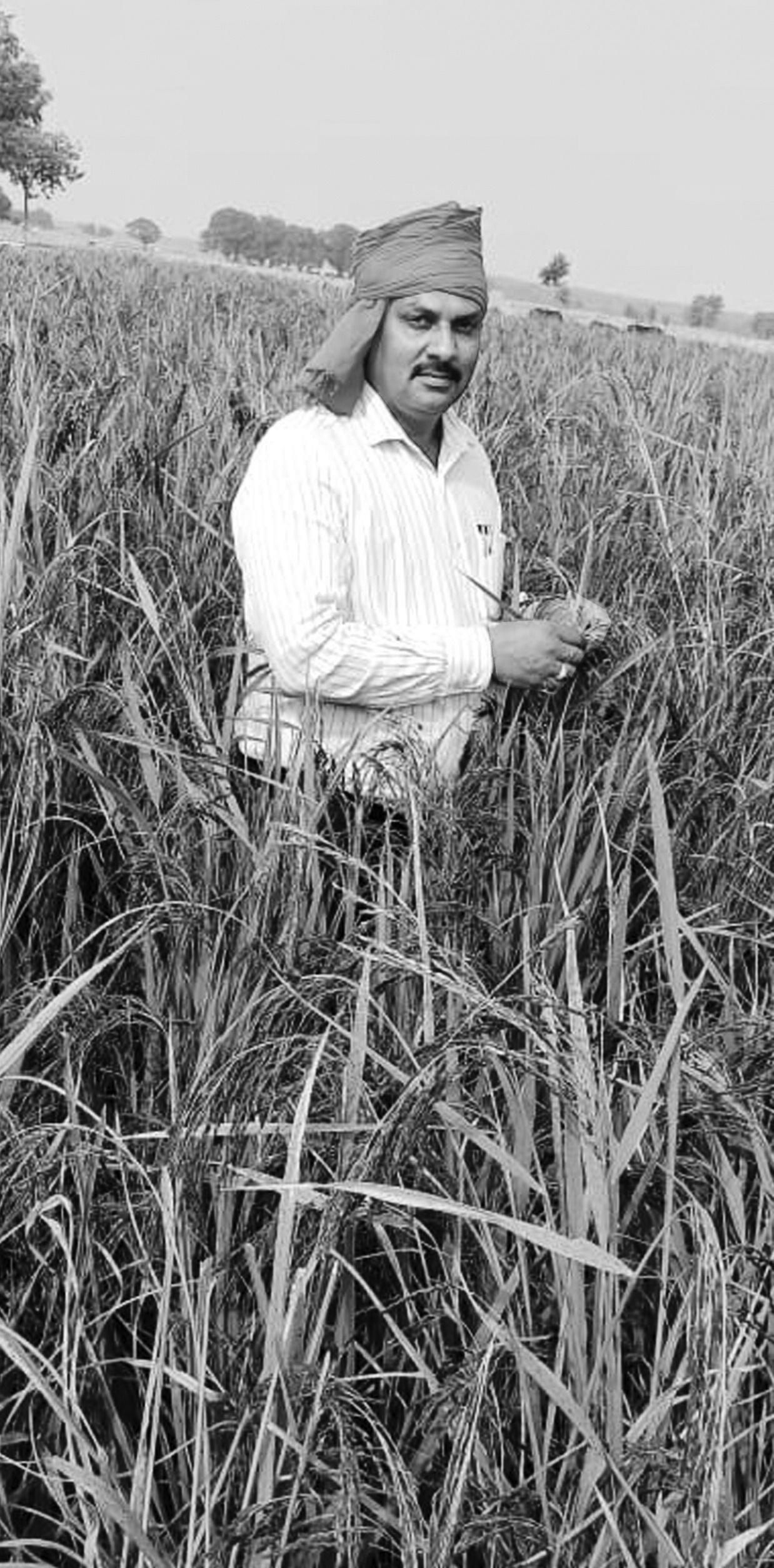 अधिक मुनाफा देता है काला नमक धान