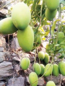 देहरादून के ऊंचे क्षेत्रों में आम की बागबानी