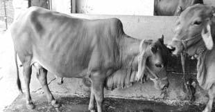 पशुधन उत्पादकता बढ़ाने हेतु कार्यक्रम