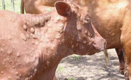 पशुओं में लंपी बीमारी, पशुपालकों पर भारी