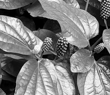 लेंडी पीपल (पिप्पली) की उत्पादन तकनीक