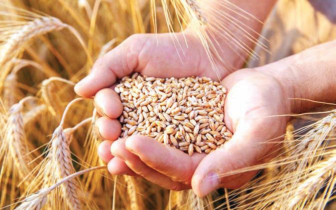 अधिक उपज और बेहतर गुणवत्ता वाली पंत जौ 1106 प्रजाति