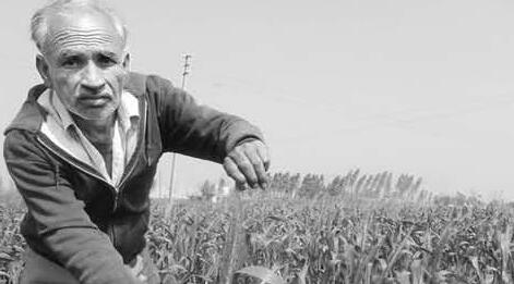 गेहूं की नई किस्म डब्ल्यूएच-1309