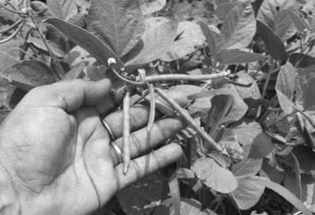 शून्य जुताई की खेती जीरो टिल से करें सीधी बोआई