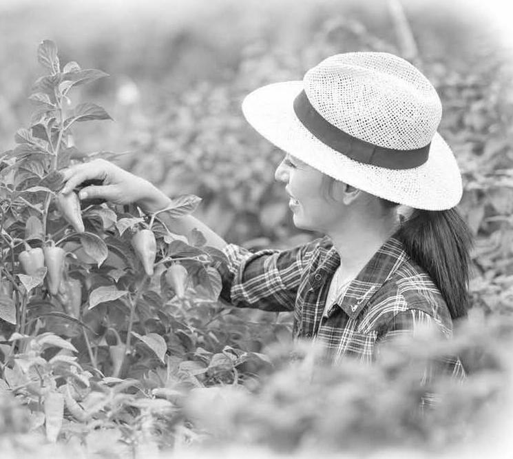 मिर्च फसल में रोग और उन का निदान