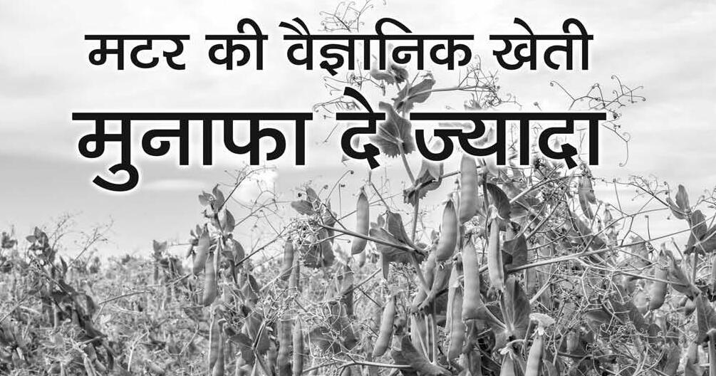 मटर की वैज्ञानिक खेती मुनाफा दे ज्यादा