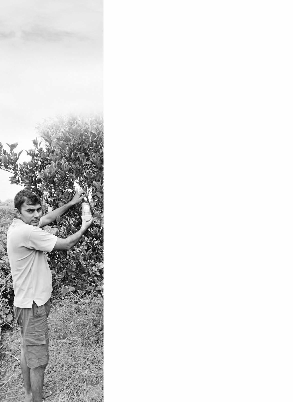 फलमक्खी प्रबंधन में उपयोगी है फैरोमैन ट्रैप