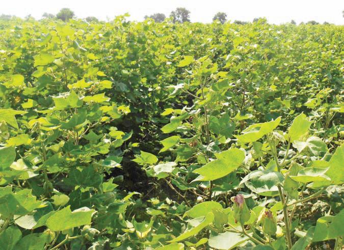 कपास में होने वाले रोगों की रोकथाम