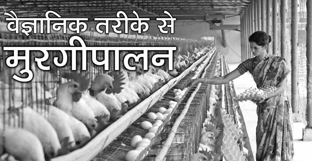 वैज्ञानिक तरीके से मुरगीपालन