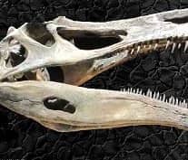Uncommon Dinosaurs