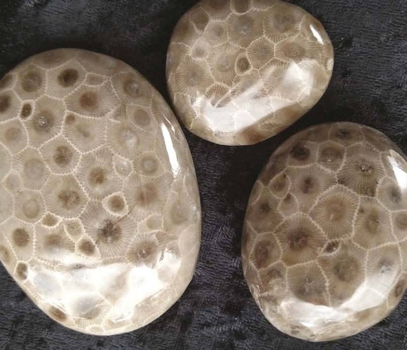“PETOSKEY STONE” Michigan's State Stone