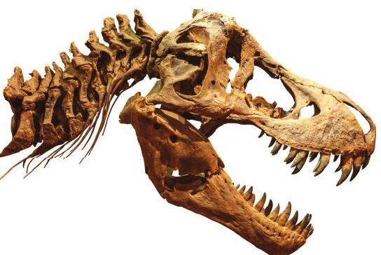 Parsing Out What Dinosaurs Ate