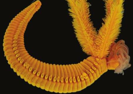 One Toxic Worm