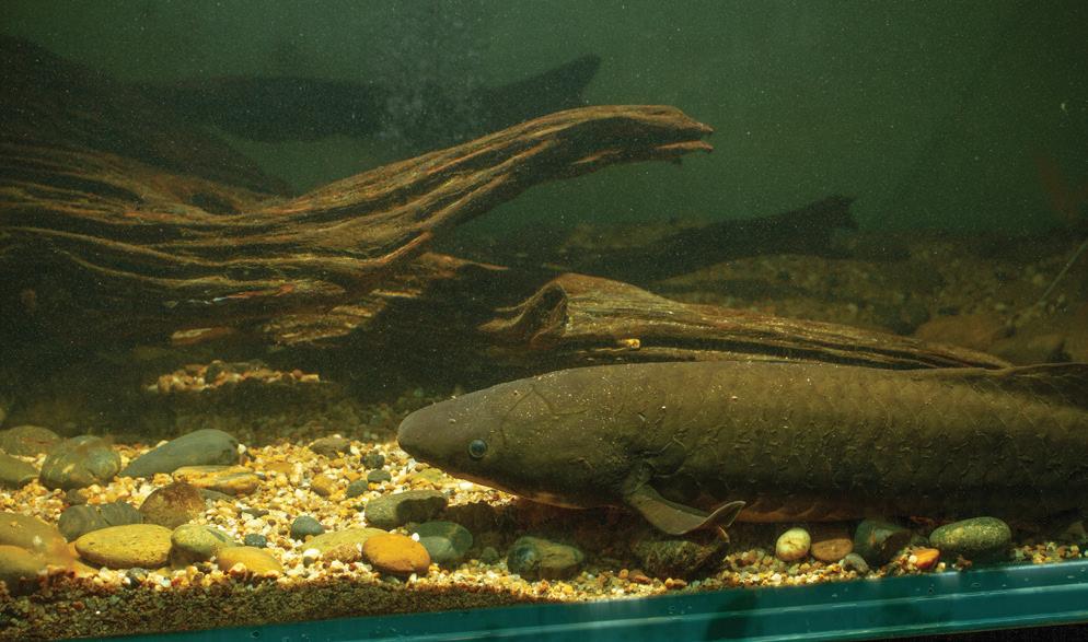 Did "Left-Handed" Fish Leave Water Earlier than Thought?