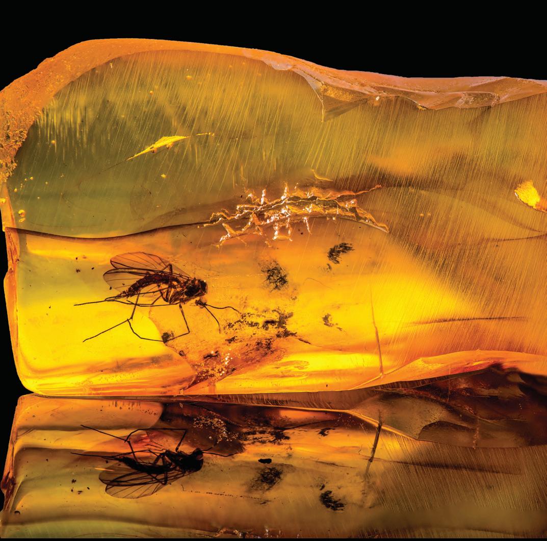 A New Amber Locality Fills a Gap