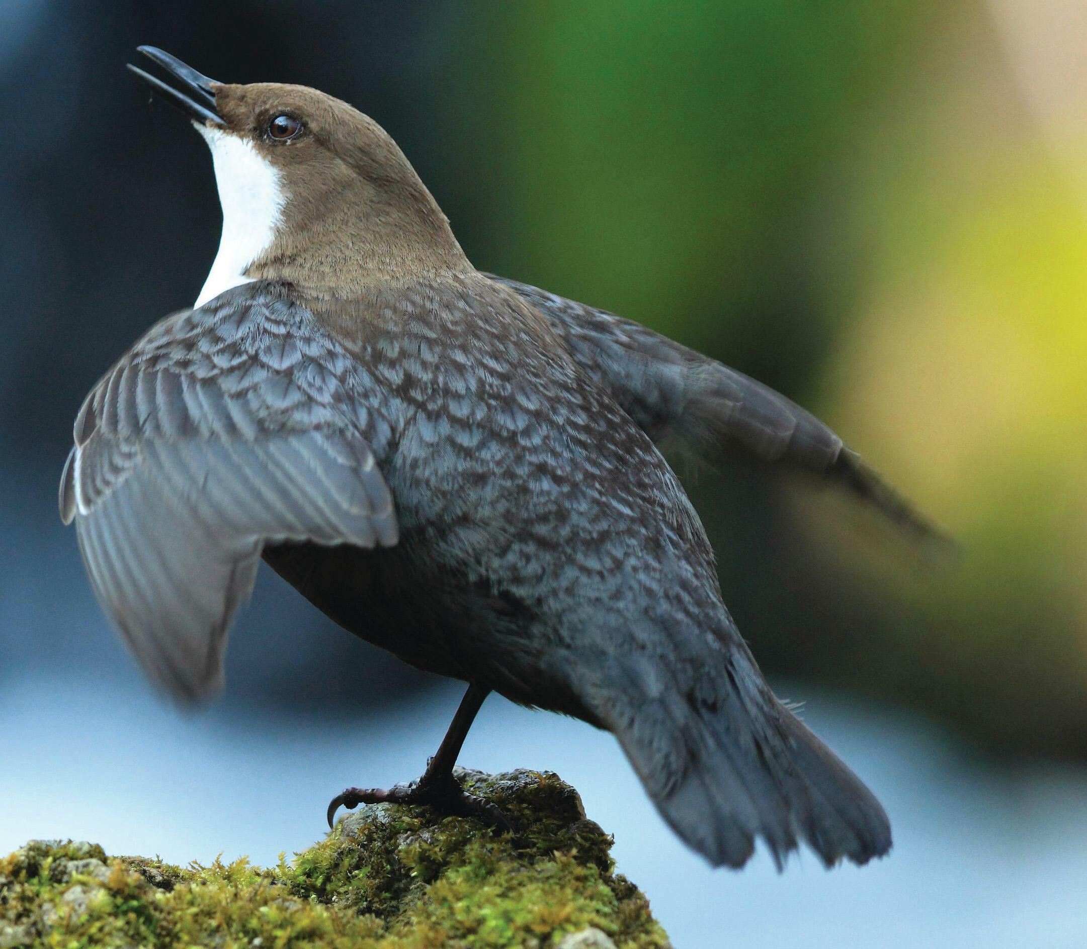 A Bird In Its Element