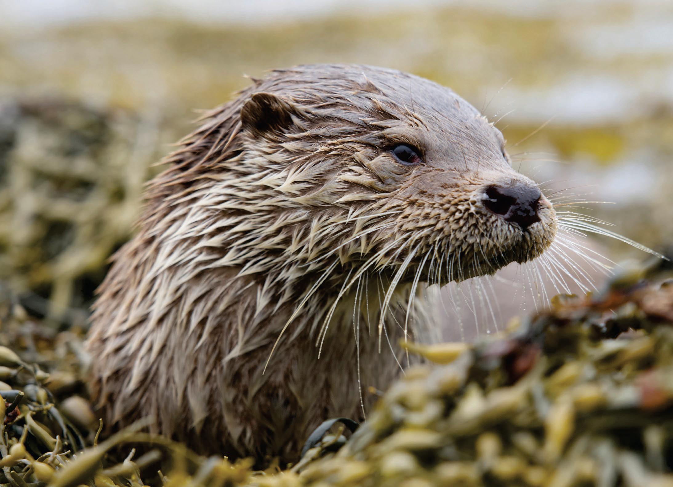 A Whole Otter Love