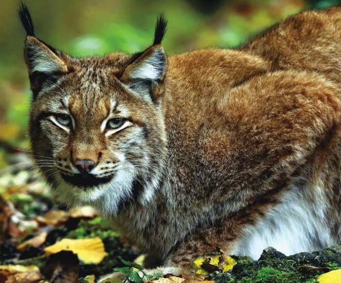 Embracing Wildness