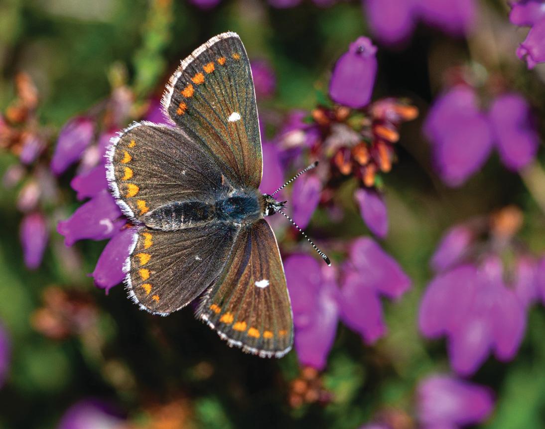 On Wings Of Wonder