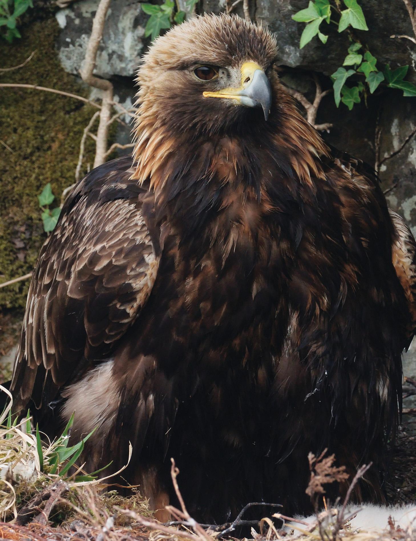 In The Shadow Of The Eagle